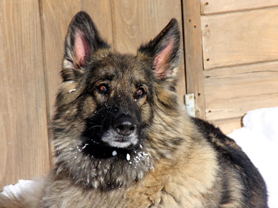 howling winds trisha